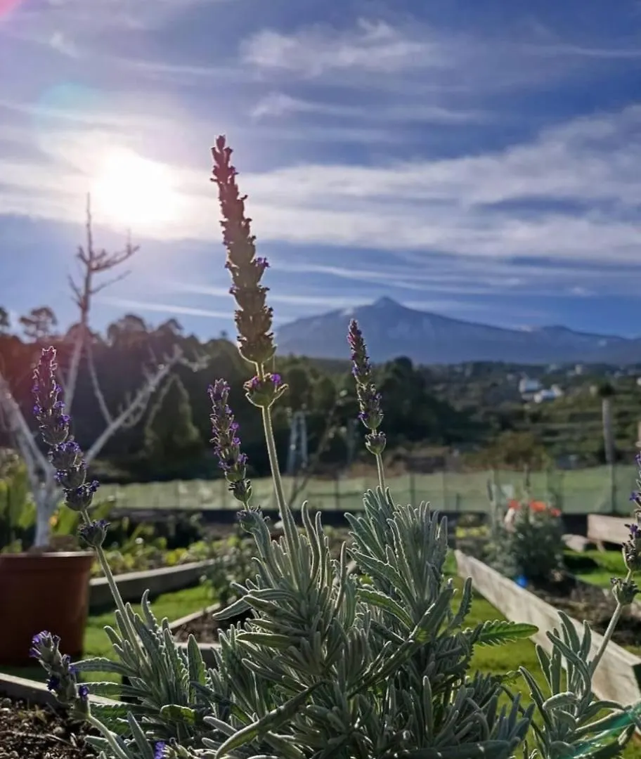 Loft Vista Al Teide Lägenhet Icod De Los Vinos